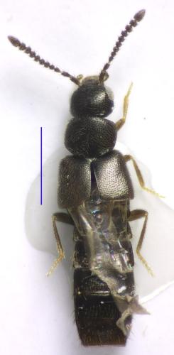 Atheta sp.